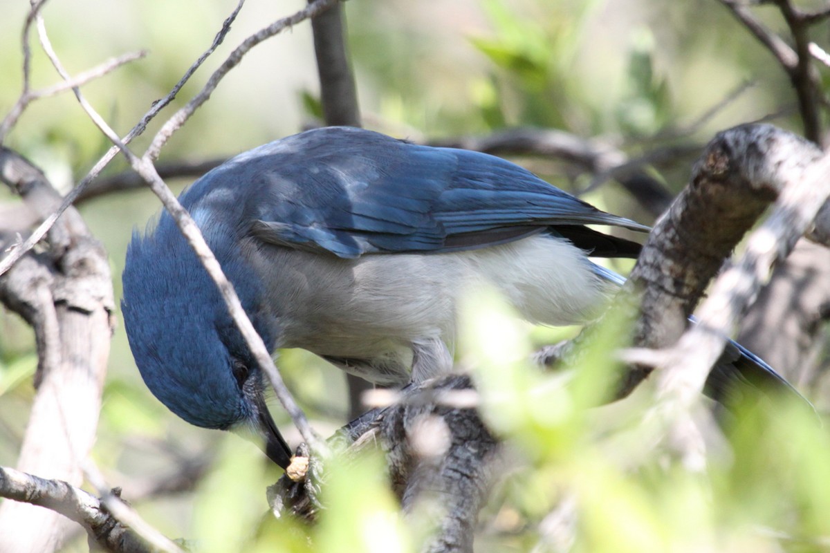 Mexican Jay - ML646264537