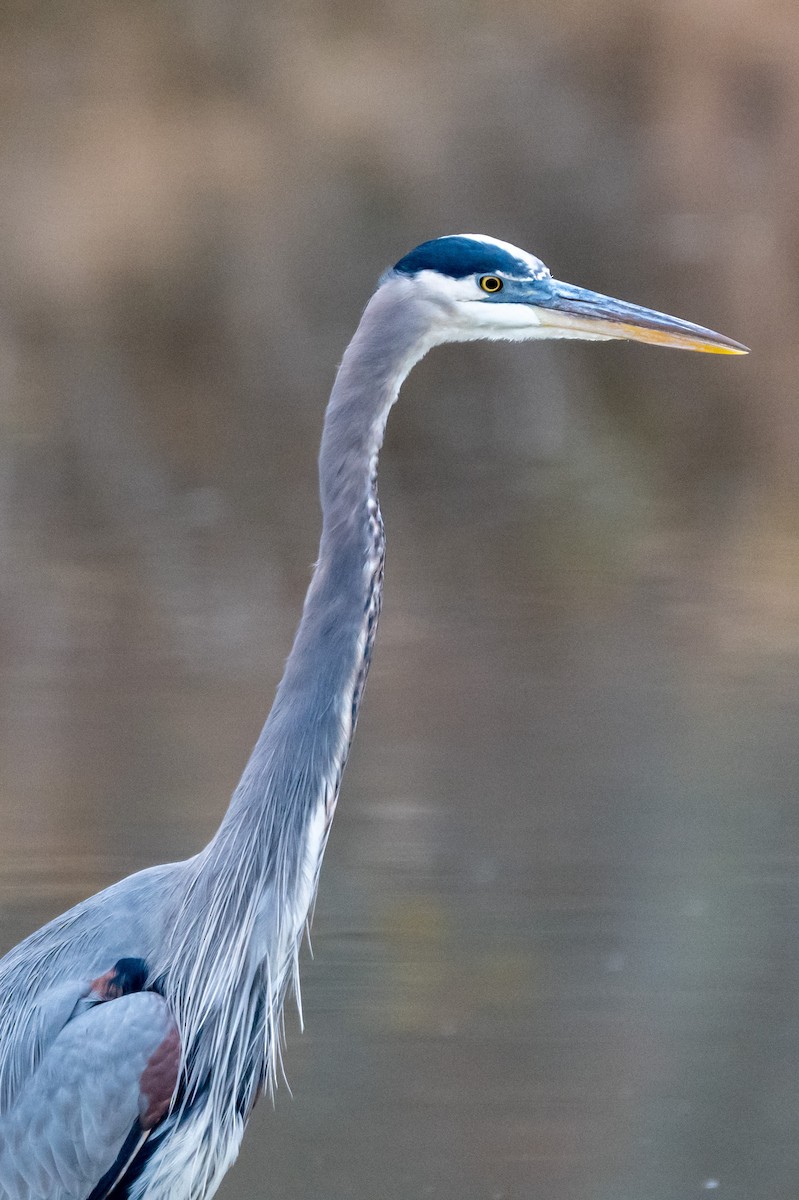 Great Blue Heron - ML646264538