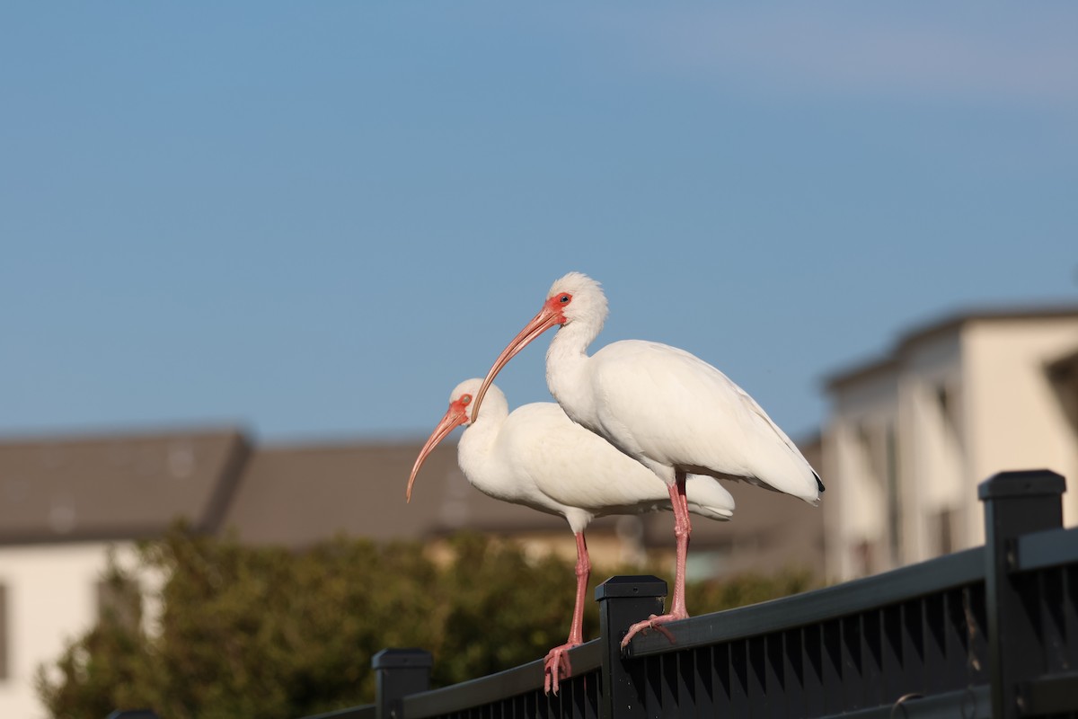 White Ibis - ML646264539