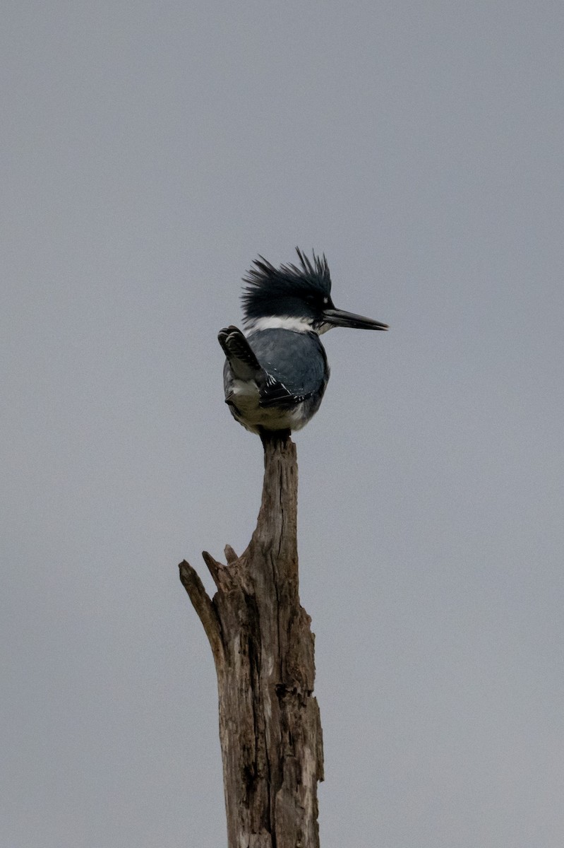 שלדג אמריקני - ML646264540