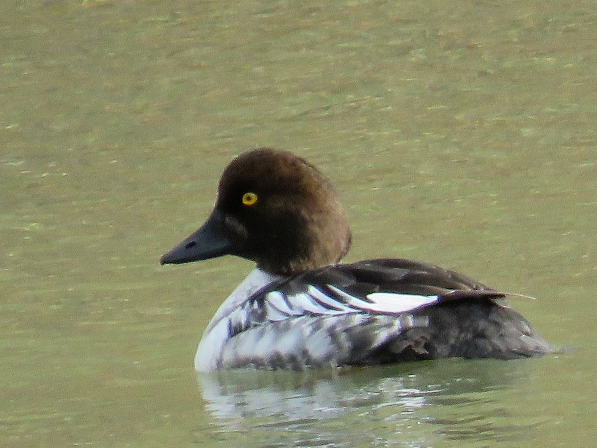 Common Goldeneye - ML646264541