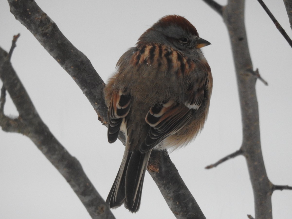 ムナフヒメドリ - ML646264543