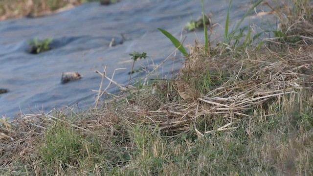 Tarla Serçesi - ML646264545