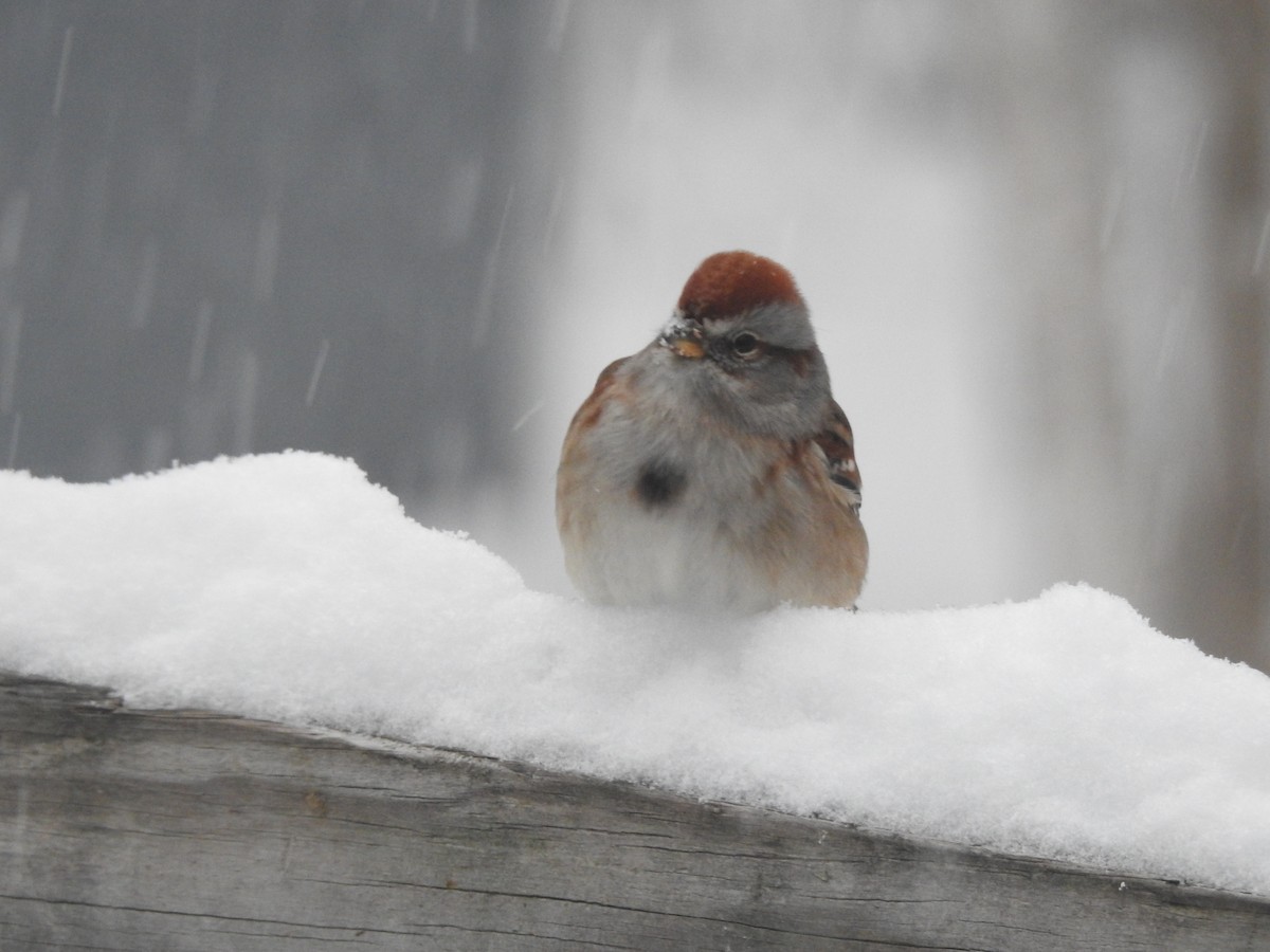 ムナフヒメドリ - ML646264547