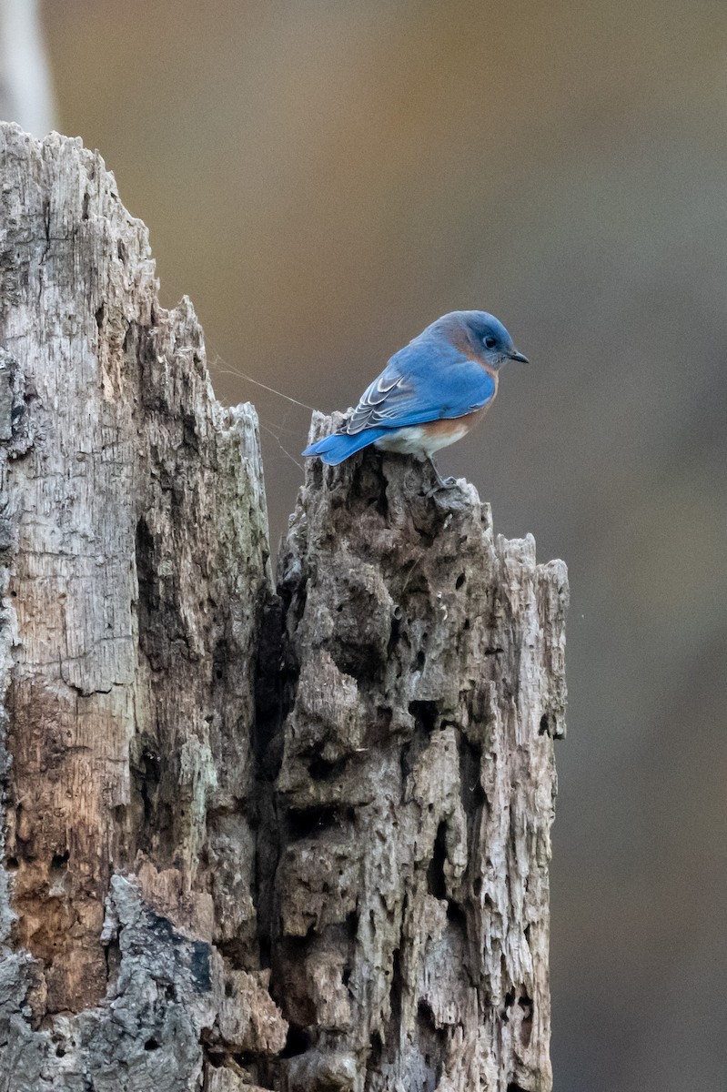 Eastern Bluebird - ML646264548