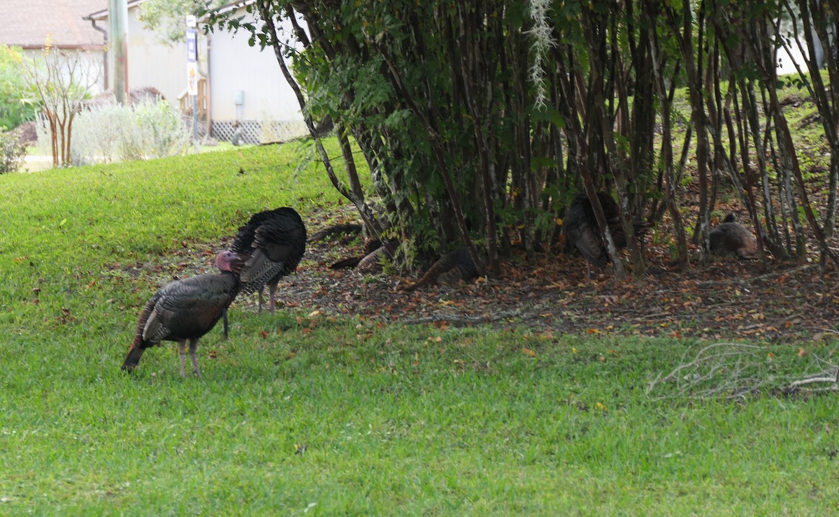 Wild Turkey - ML646264551