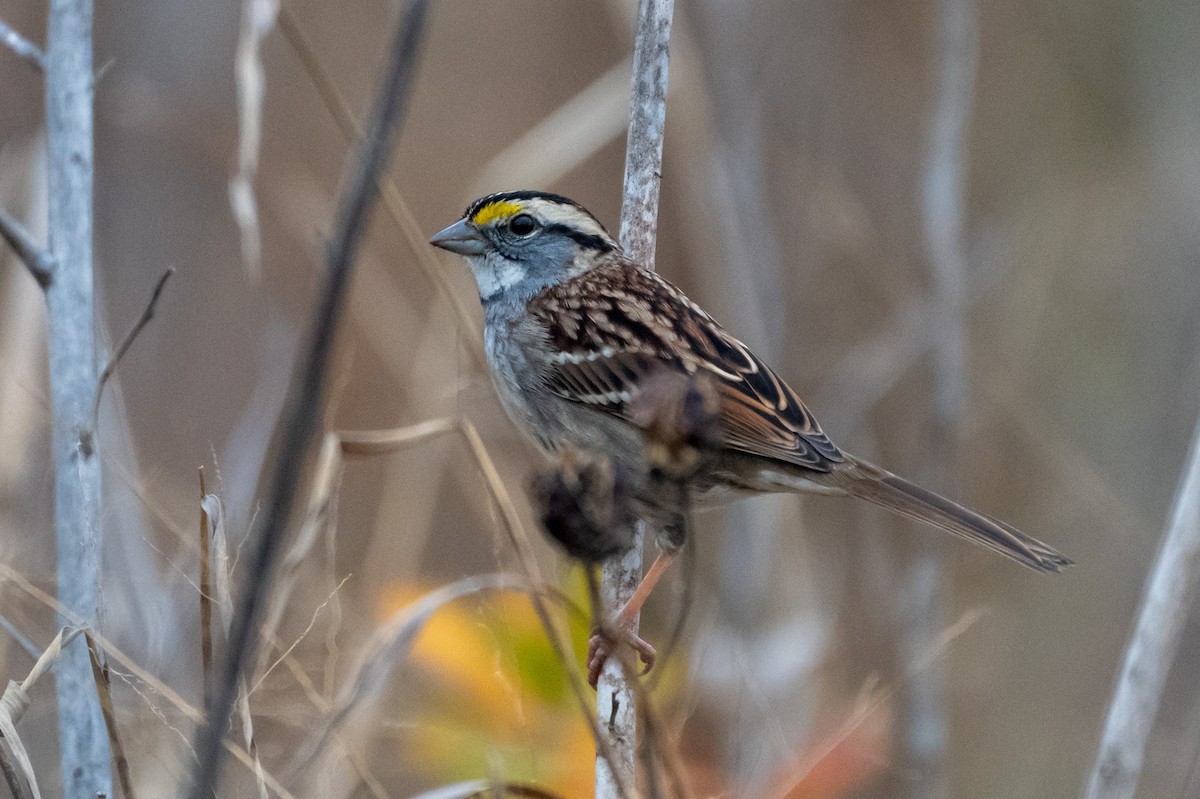 White-throated Sparrow - ML646264557