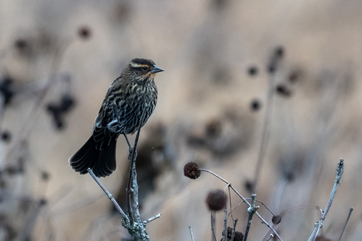 Red-winged Blackbird - ML646264567