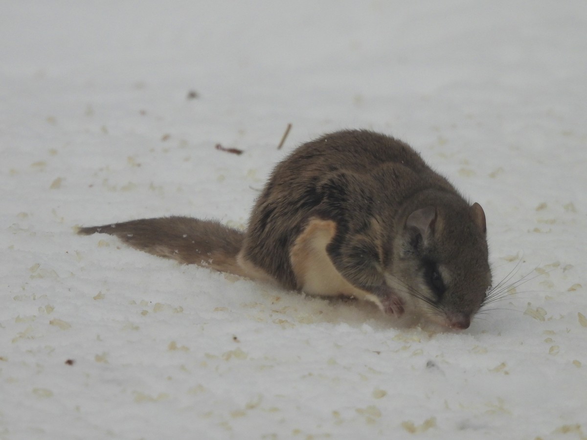 Southern Flying Squirrel - ML646264568