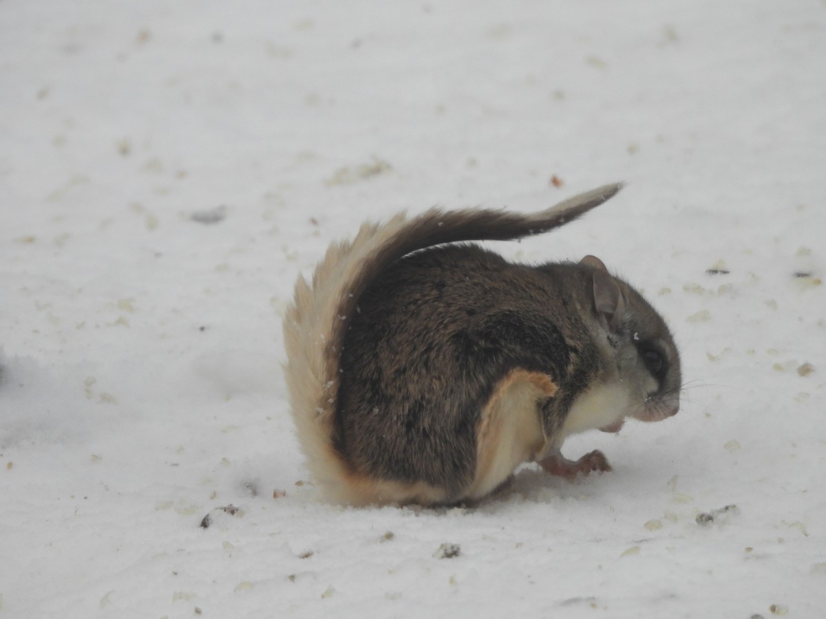 Southern Flying Squirrel - ML646264569