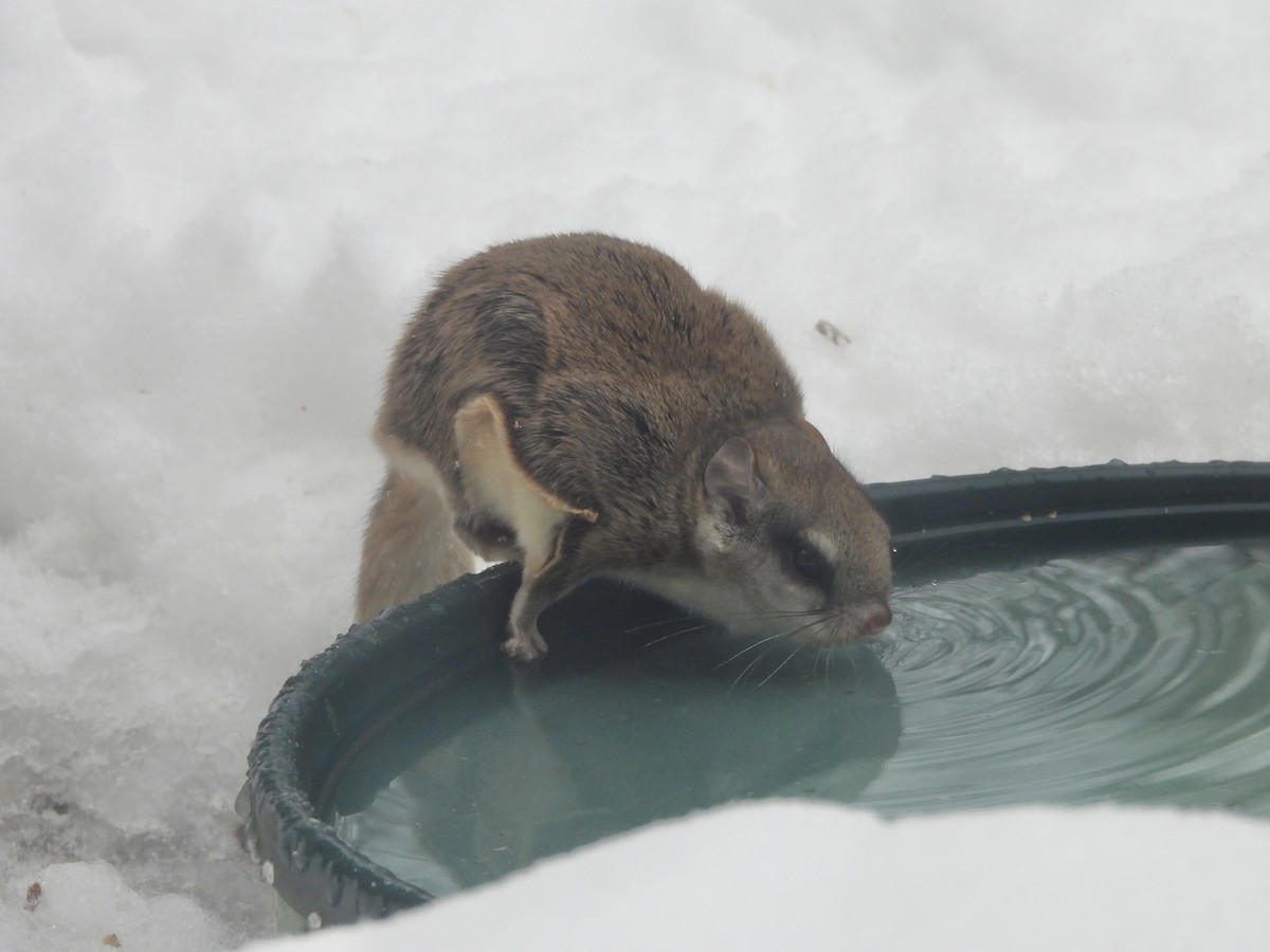 Southern Flying Squirrel - ML646264570