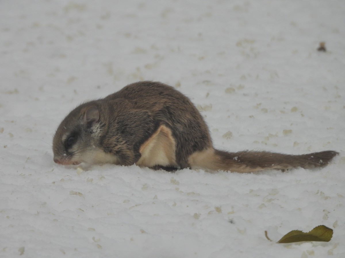 Southern Flying Squirrel - ML646264571