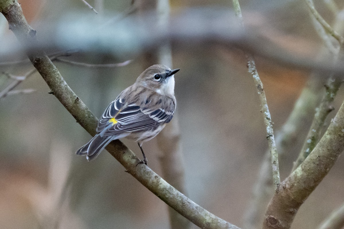 Yellow-rumped Warbler - ML646264578