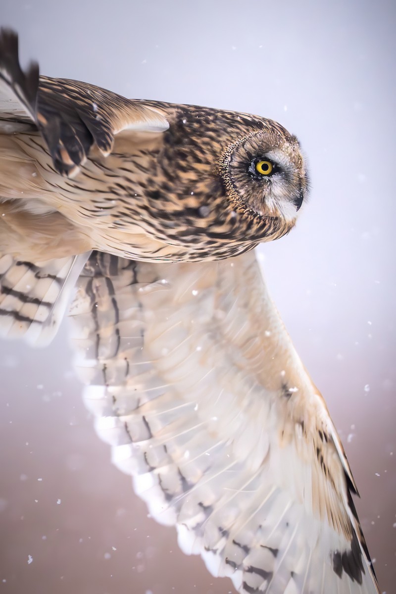 Short-eared Owl - ML646264580