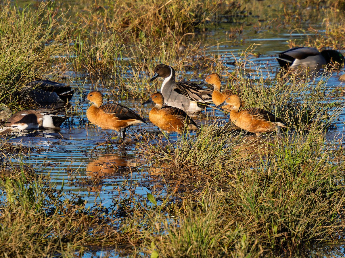 Fulvous Whistling-Duck - ML646264581