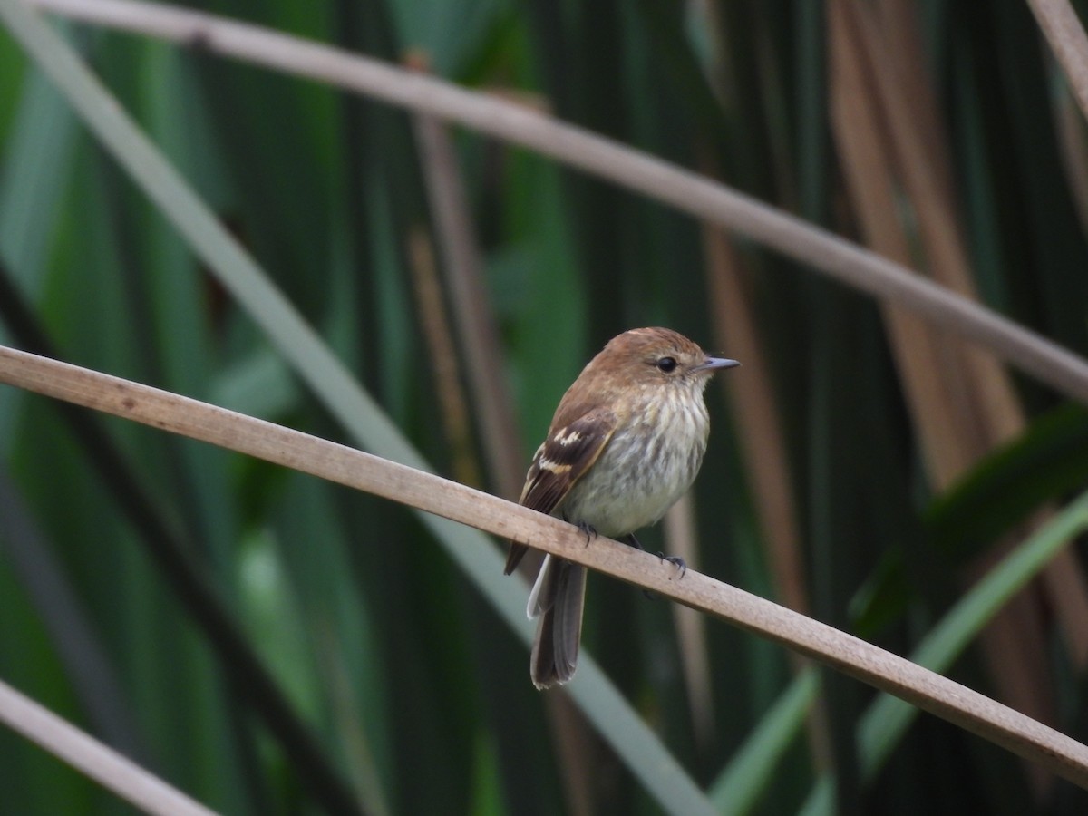 Bran-colored Flycatcher - ML646264584