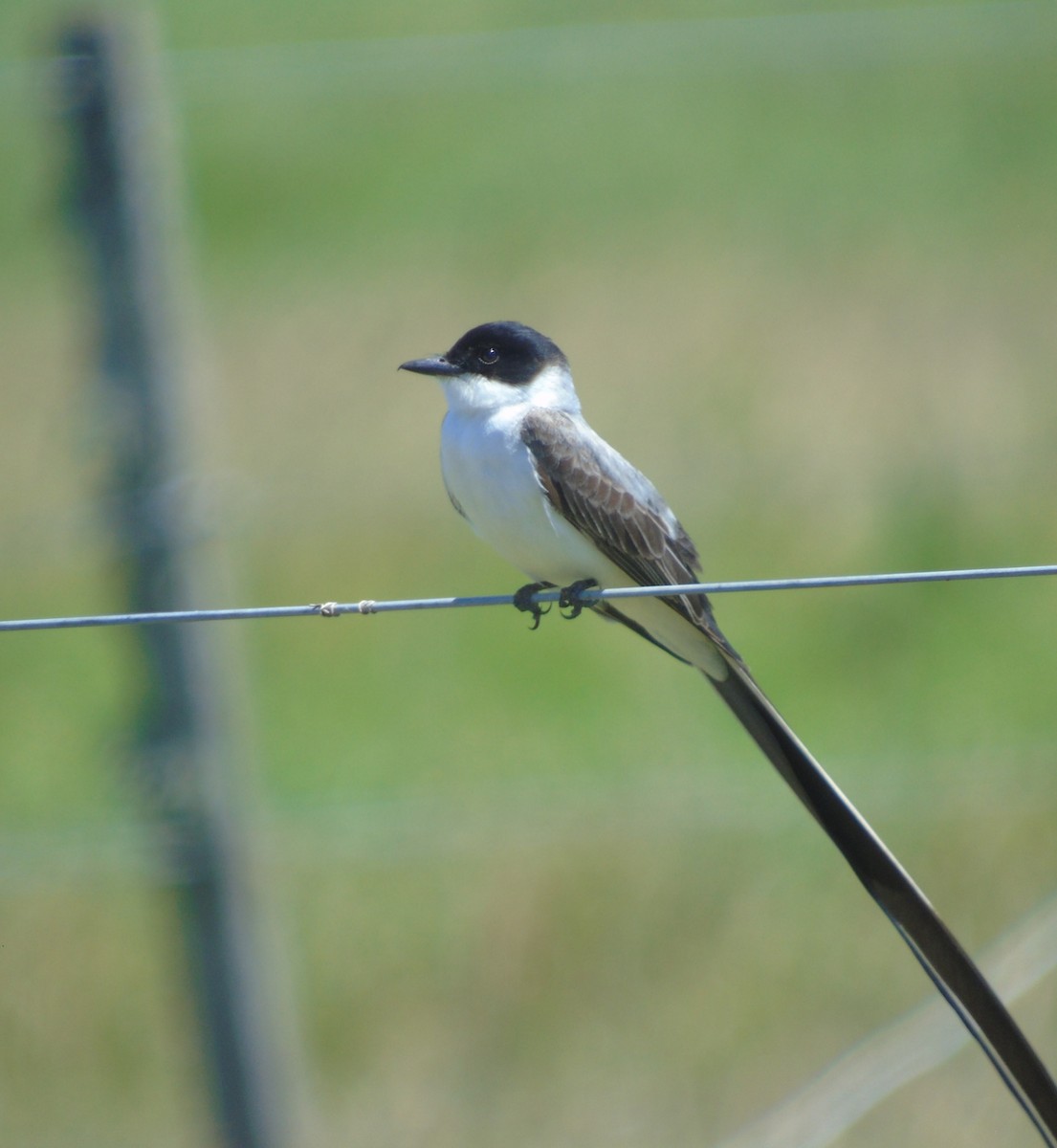 Fork-tailed Flycatcher - ML646264588