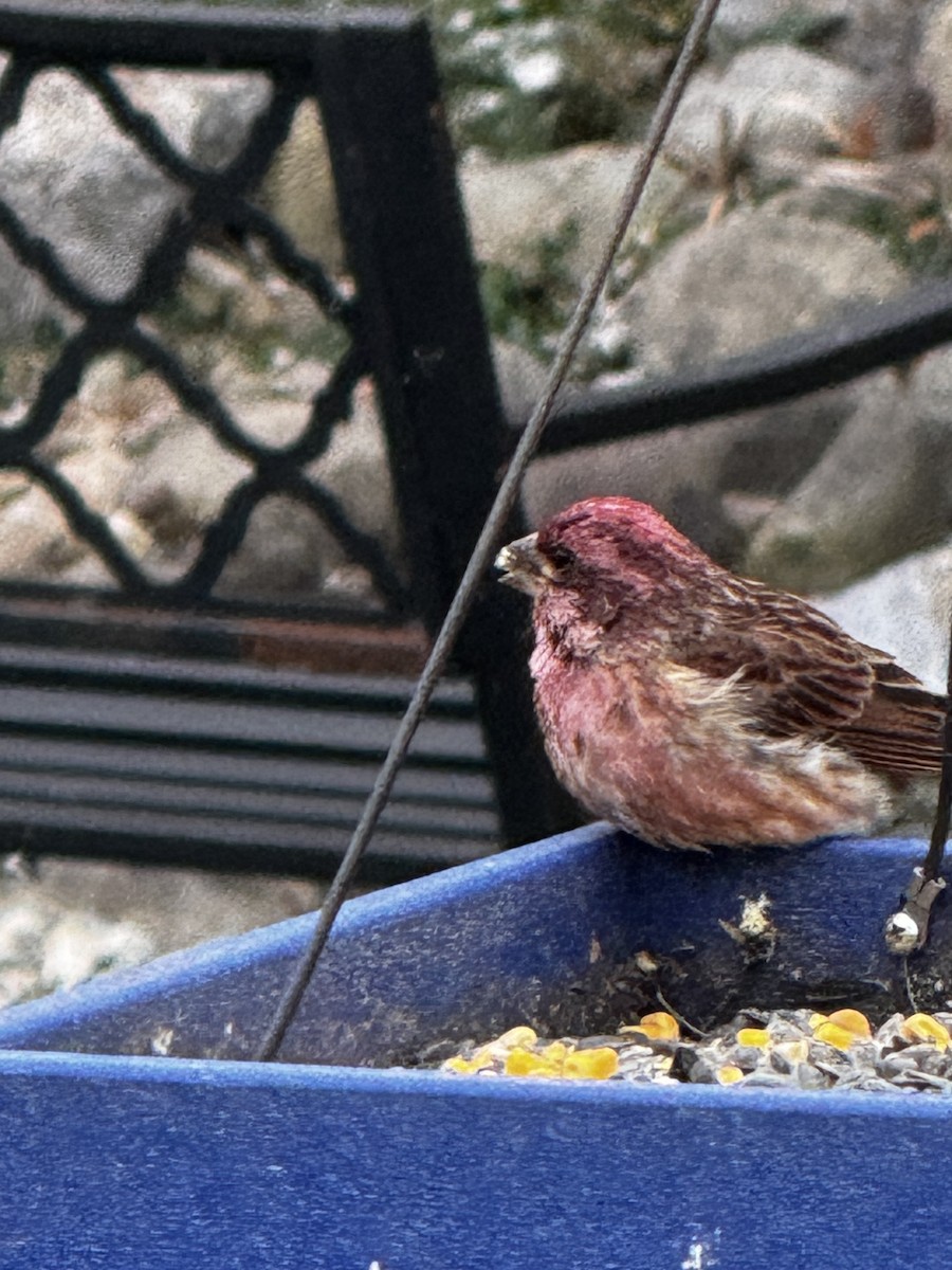 Чечевиця кармінова - ML646264589