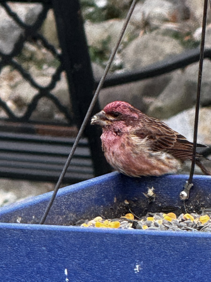 Чечевиця кармінова - ML646264590