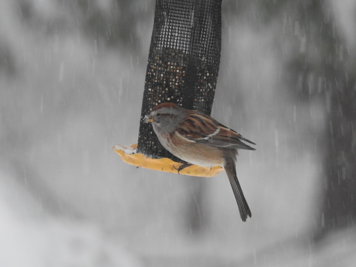 ムナフヒメドリ - ML646264592