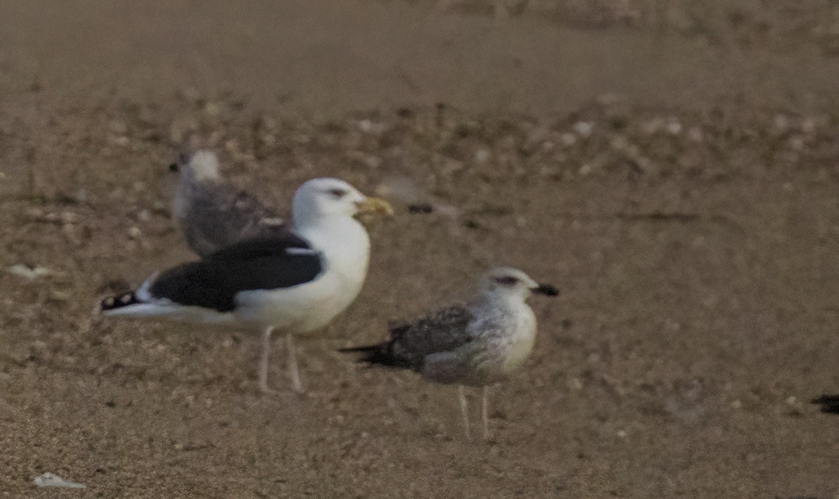 Great Black-backed Gull - ML646264593