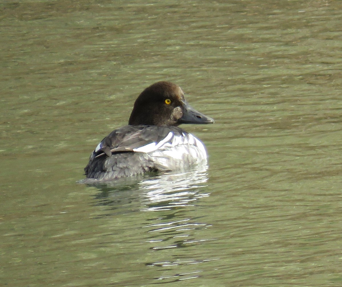 Common Goldeneye - ML646264597