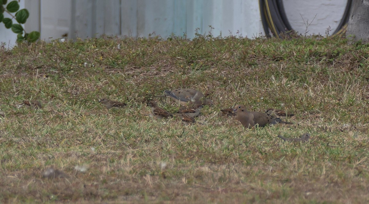 House Sparrow - ML646264598