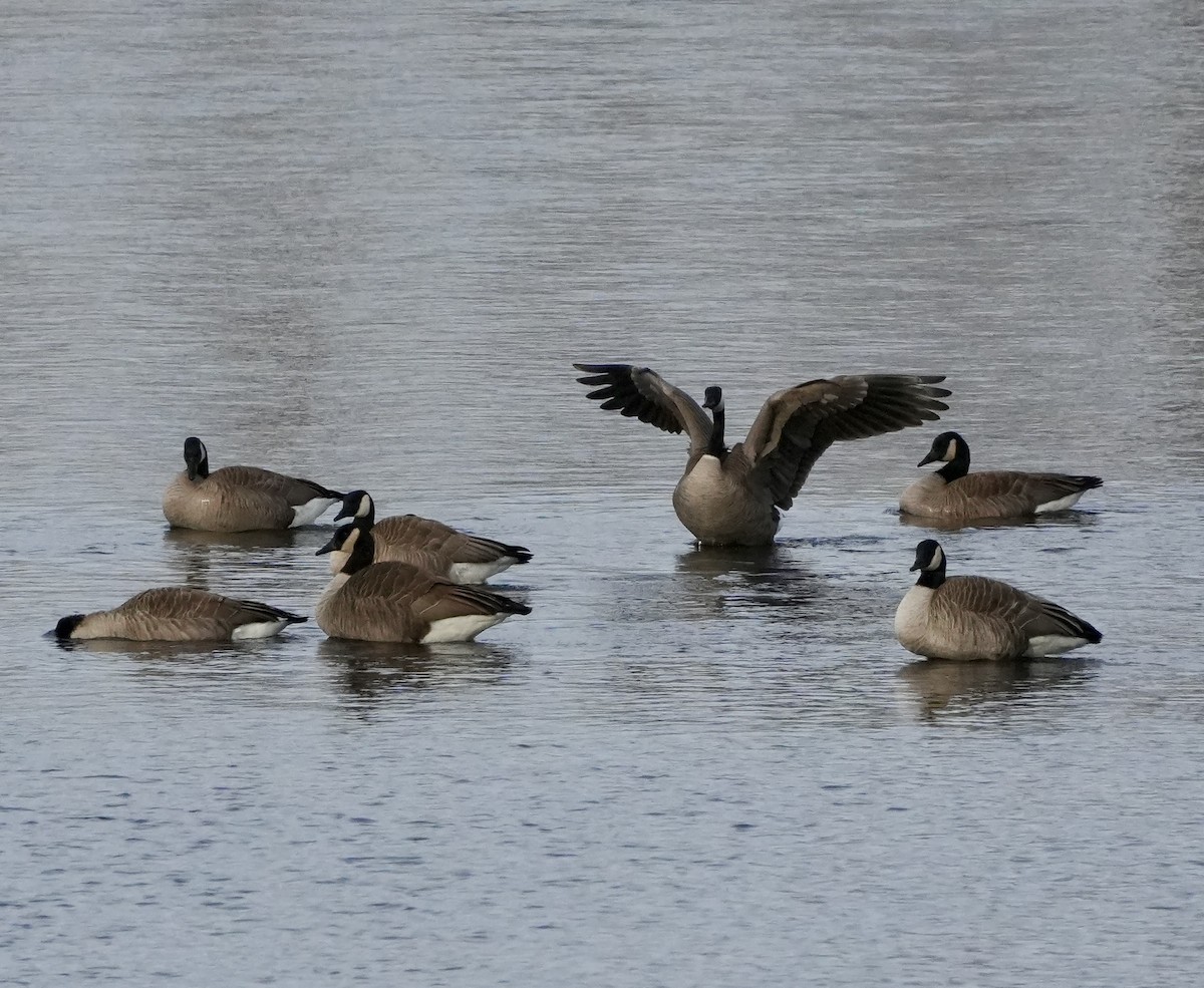 Oca canadese maggiore - ML646264599