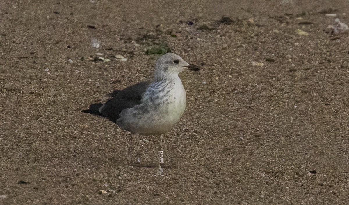 Gaviota Sombría - ML646264600