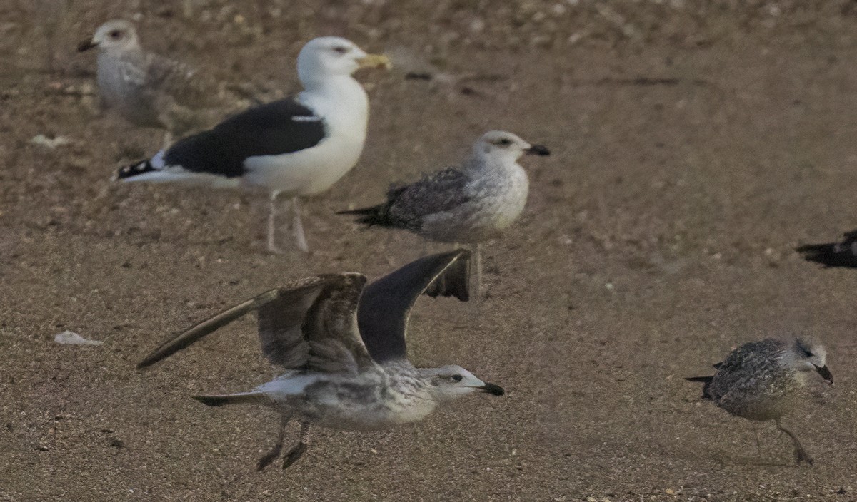 Gaviota Sombría - ML646264602