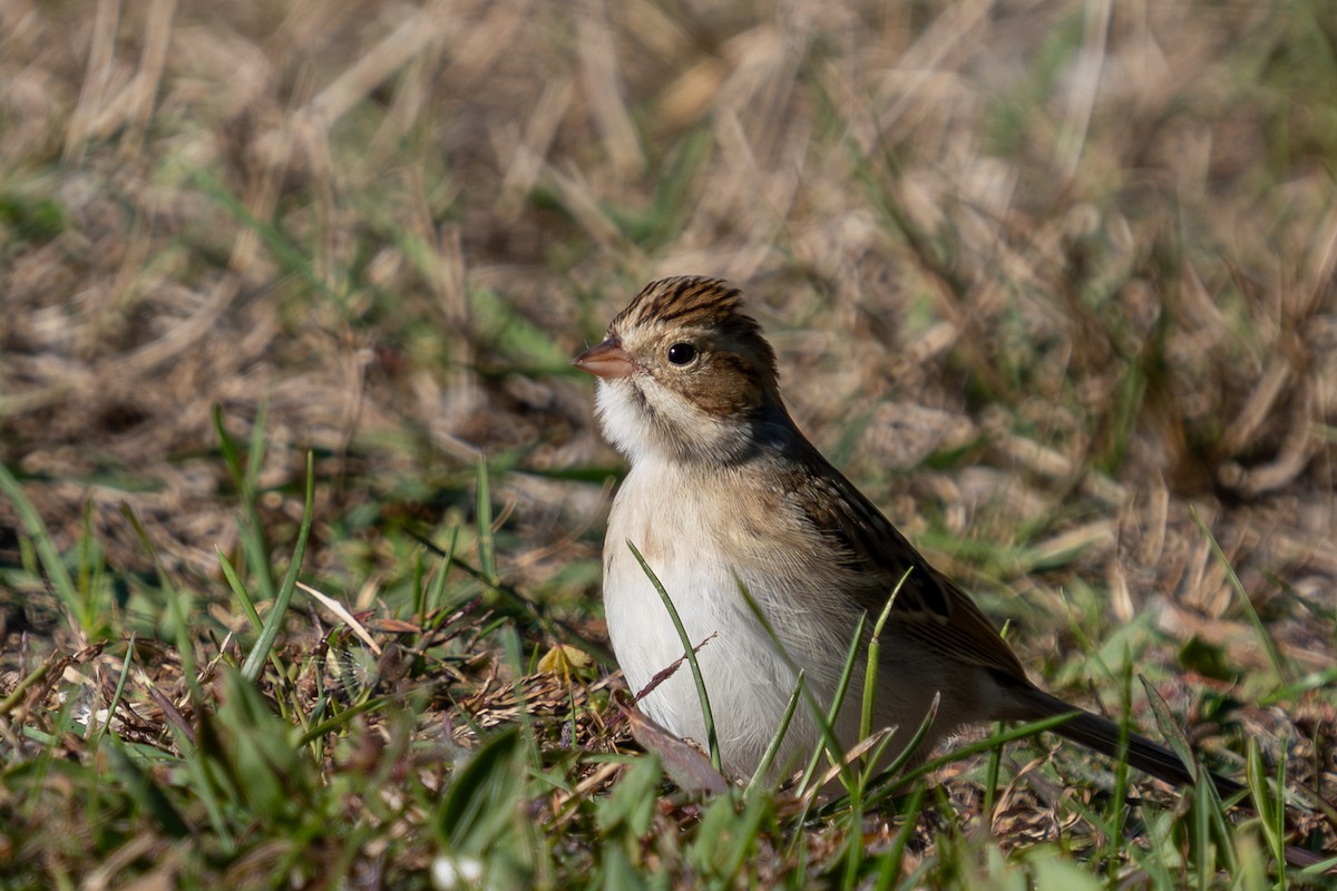 Clay-colored Sparrow - ML646264605