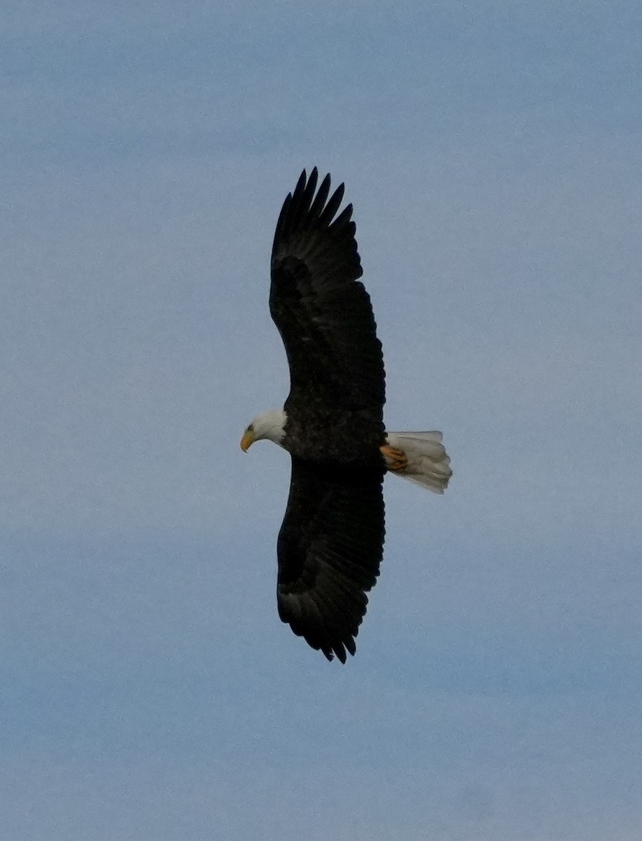Bald Eagle - ML646264612