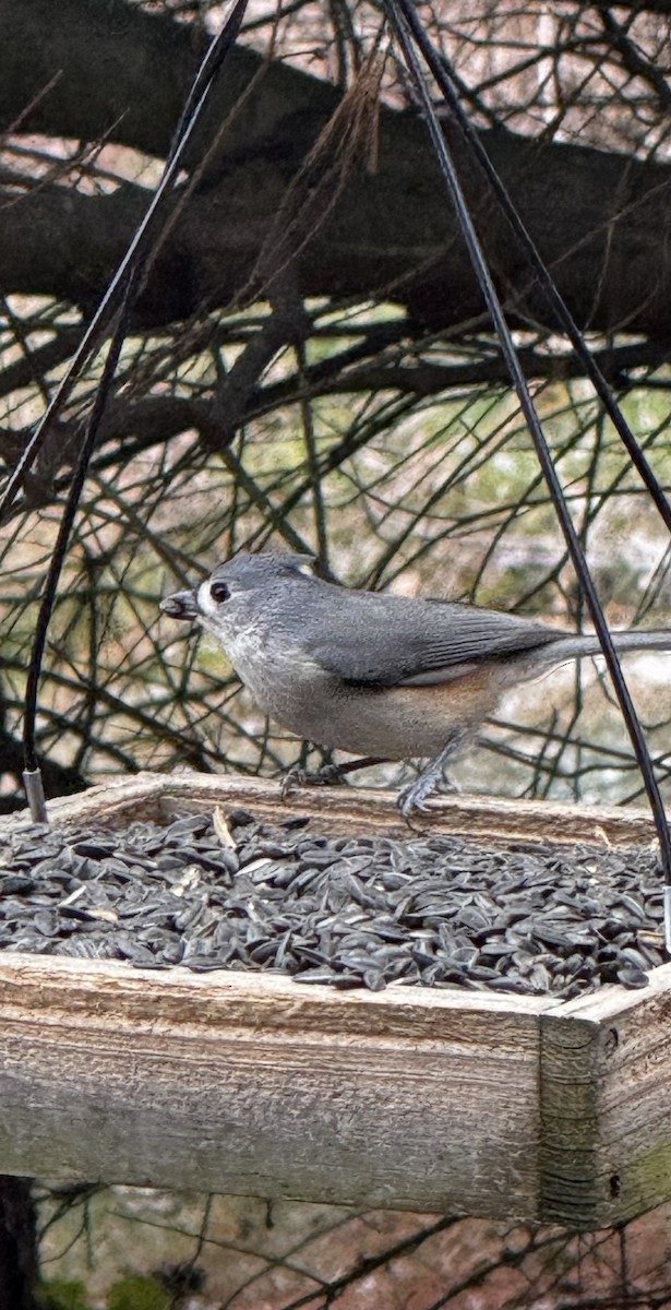 Синиця гострочуба - ML646264616