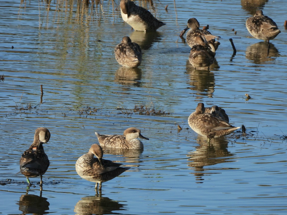 Marbled Duck - ML646264618