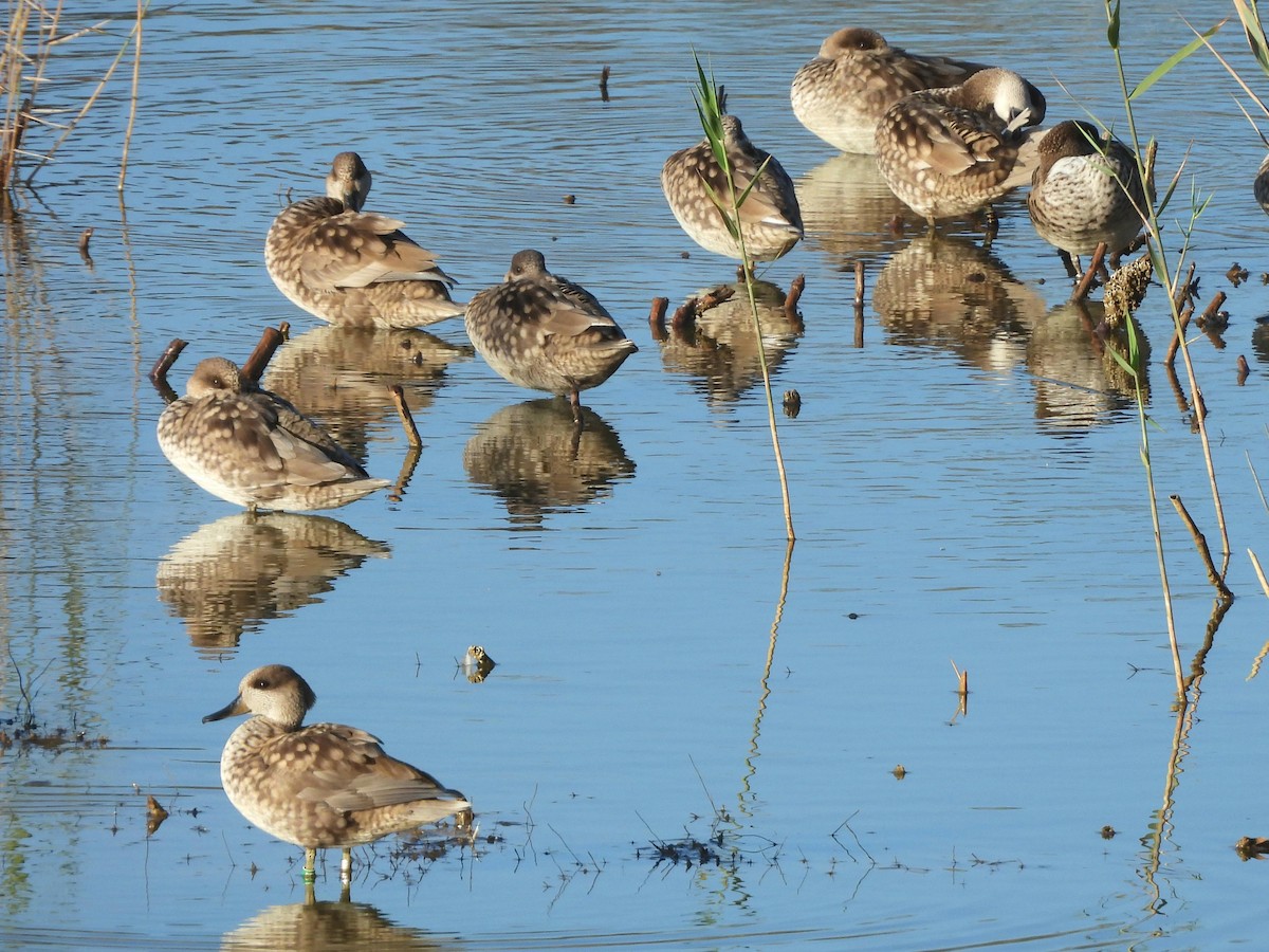 Marbled Duck - ML646264619
