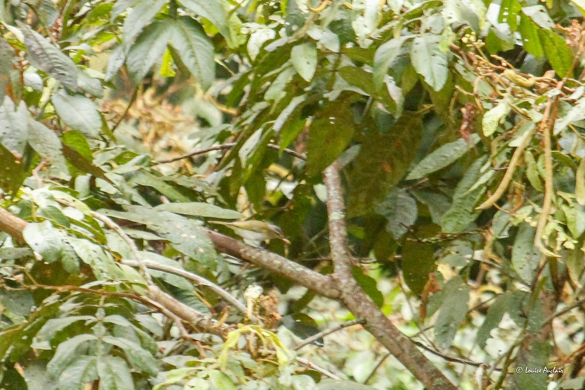 Chivi Vireo - ML646264620