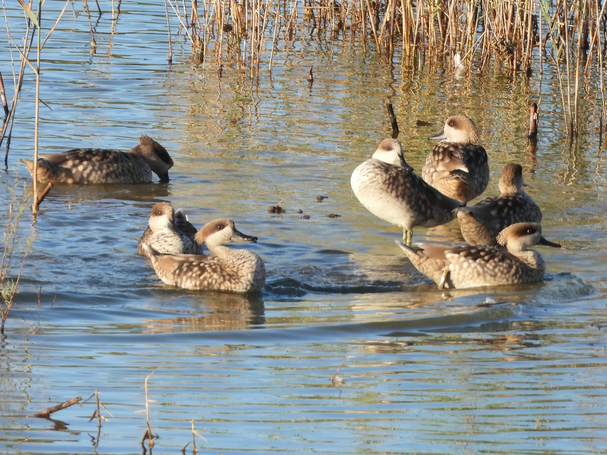 Marbled Duck - ML646264621