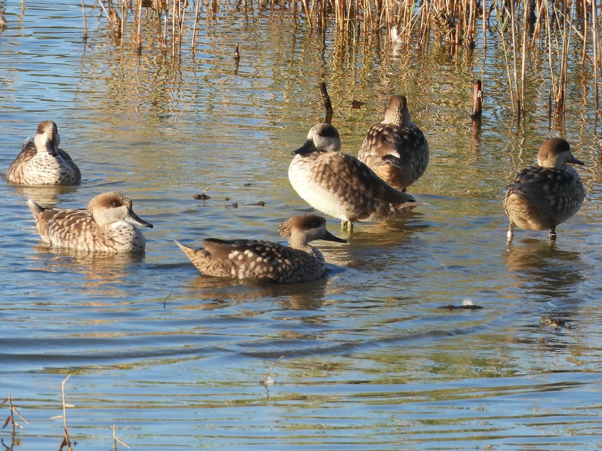 Marbled Duck - ML646264622