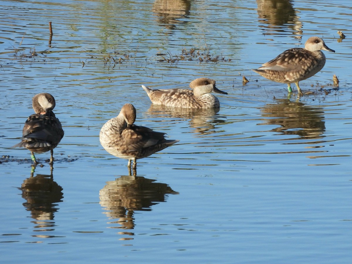 Marbled Duck - ML646264624