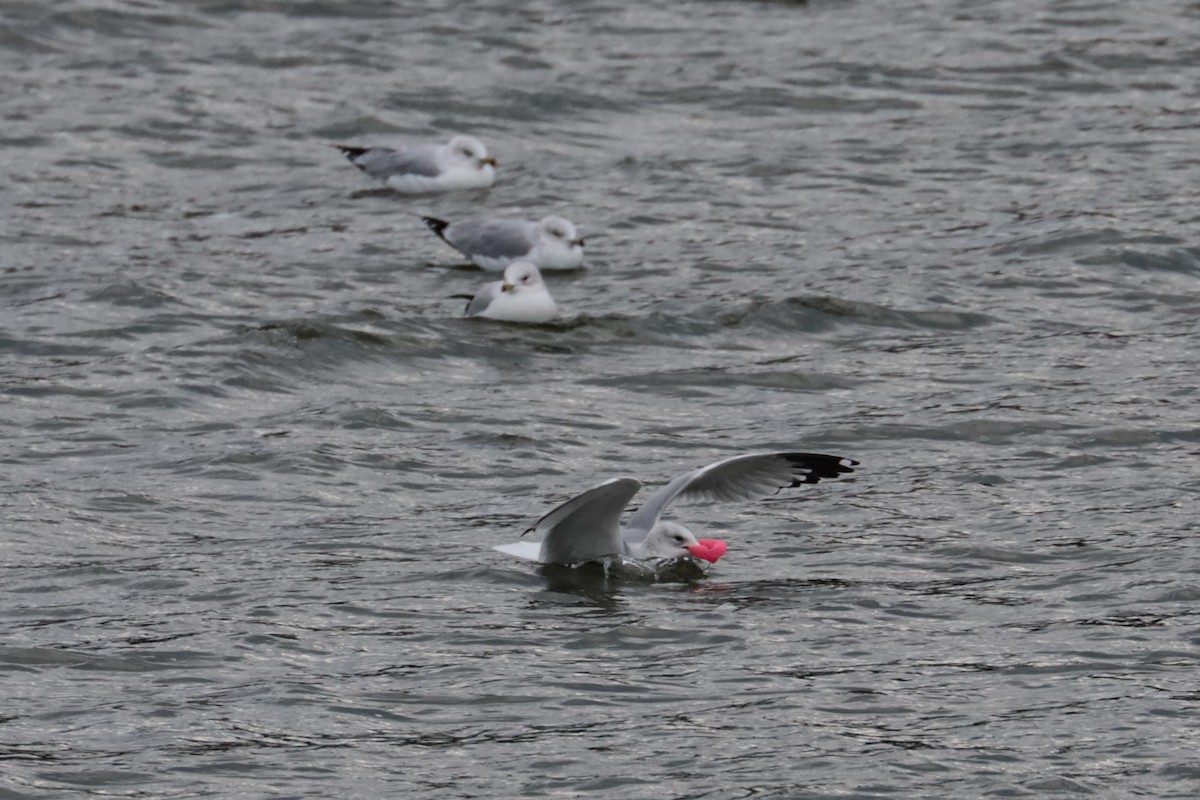 Мартин делаверський - ML646264625