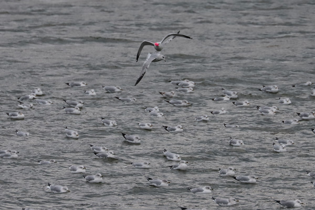 Мартин делаверський - ML646264626