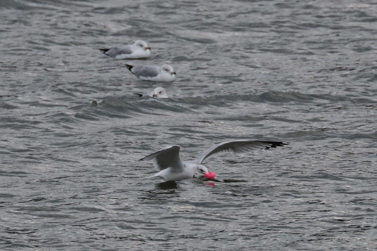 Мартин делаверський - ML646264627