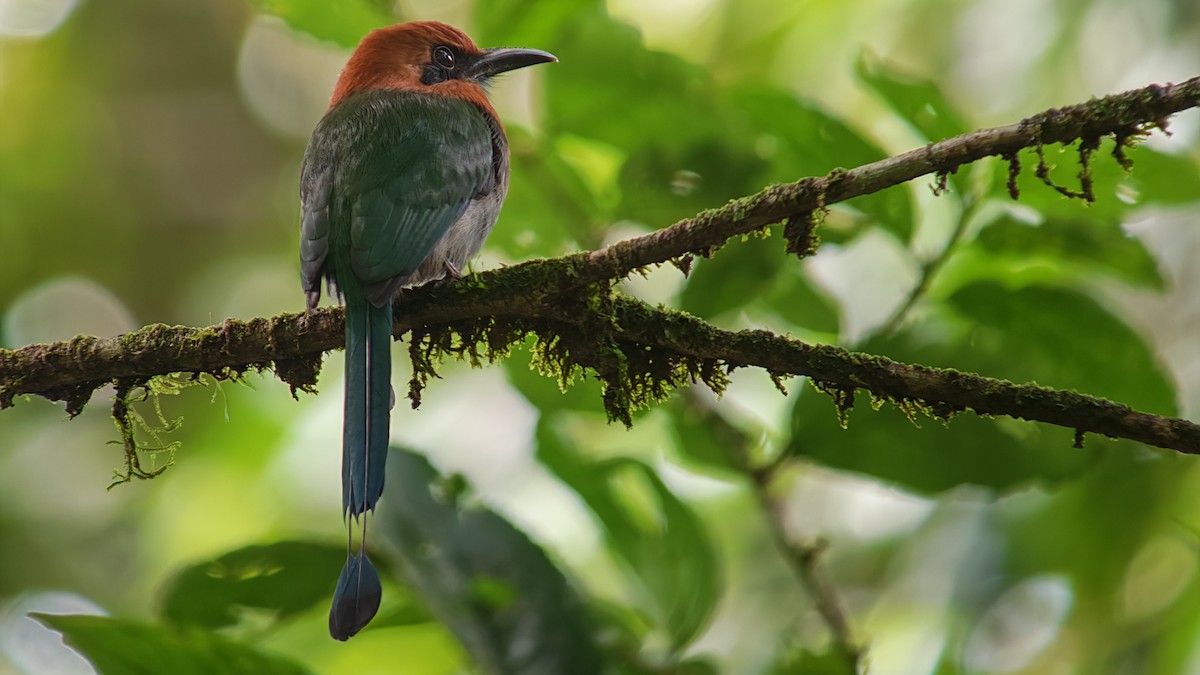 Broad-billed Motmot - ML646264628