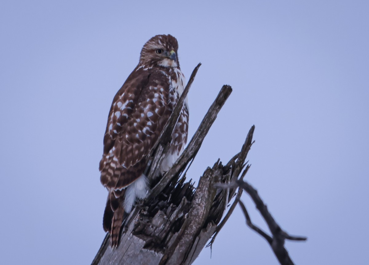 Red-tailed Hawk - ML646264629