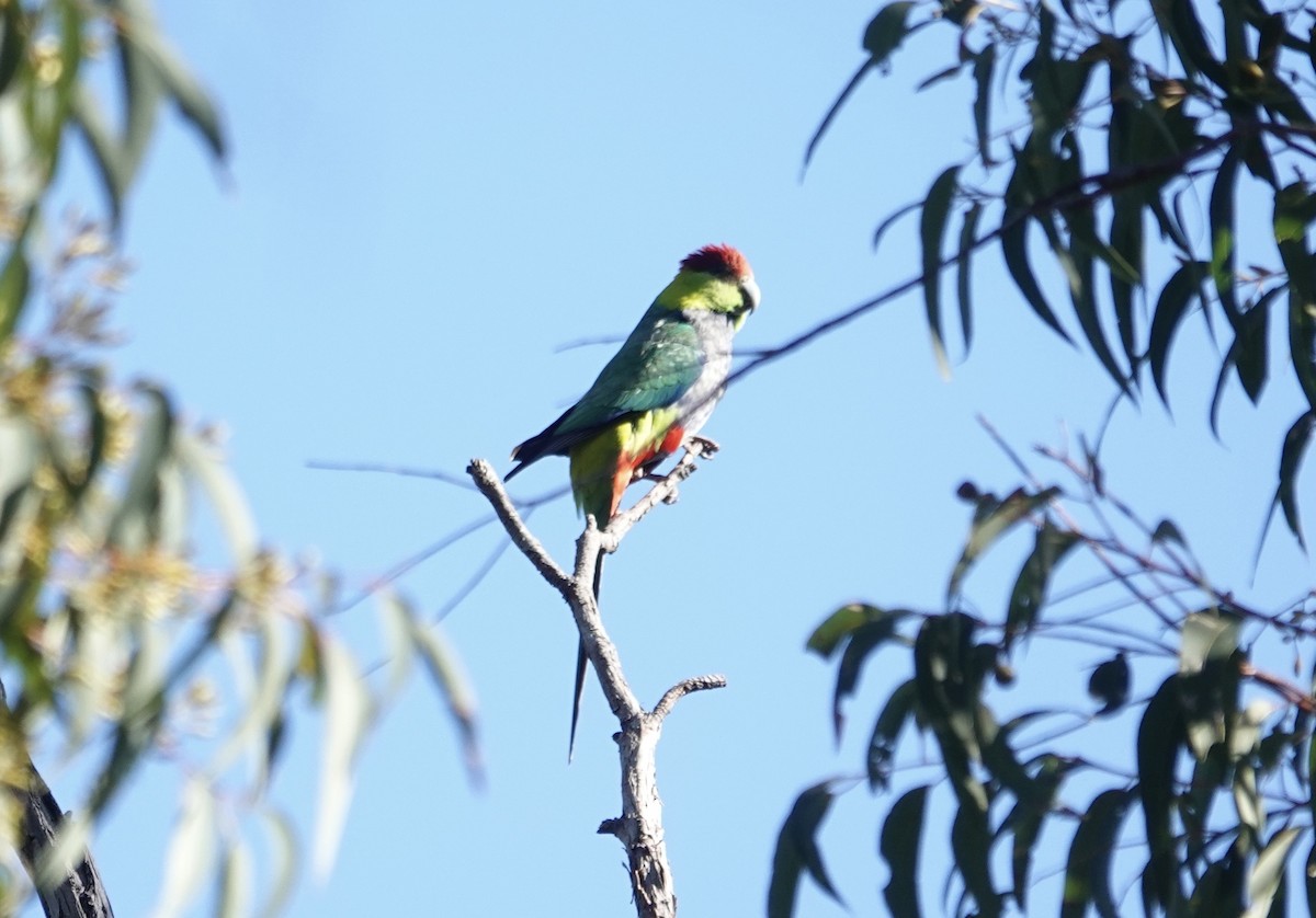 Red-capped Parrot - ML646264631