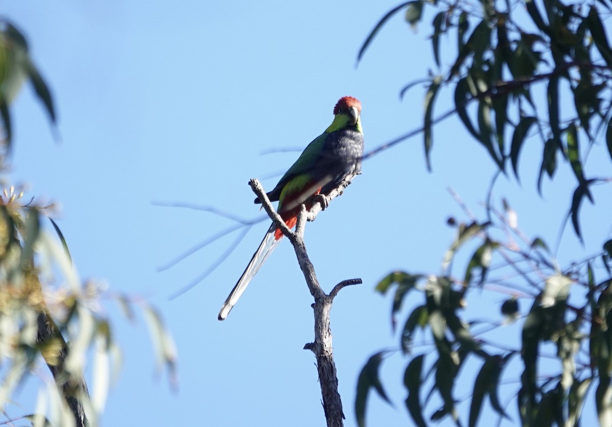 Red-capped Parrot - ML646264632