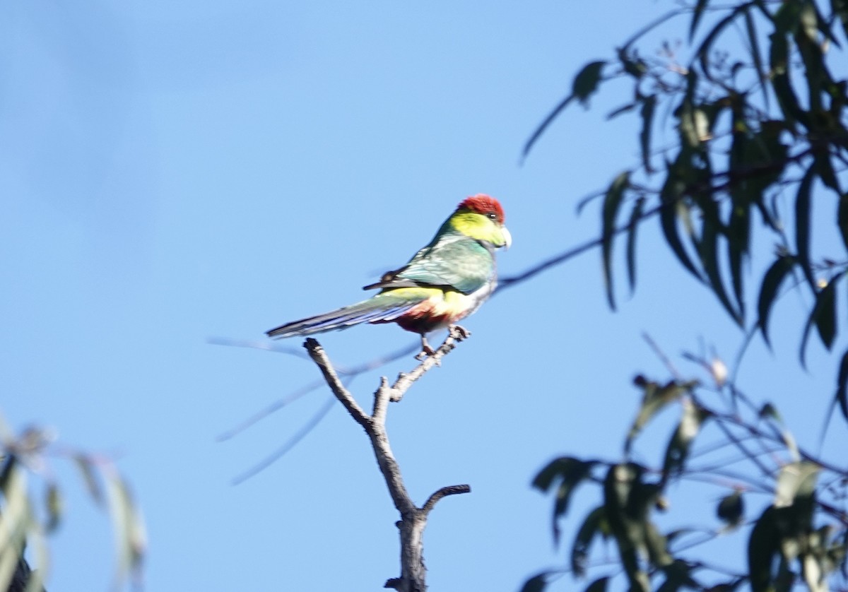 Red-capped Parrot - ML646264633