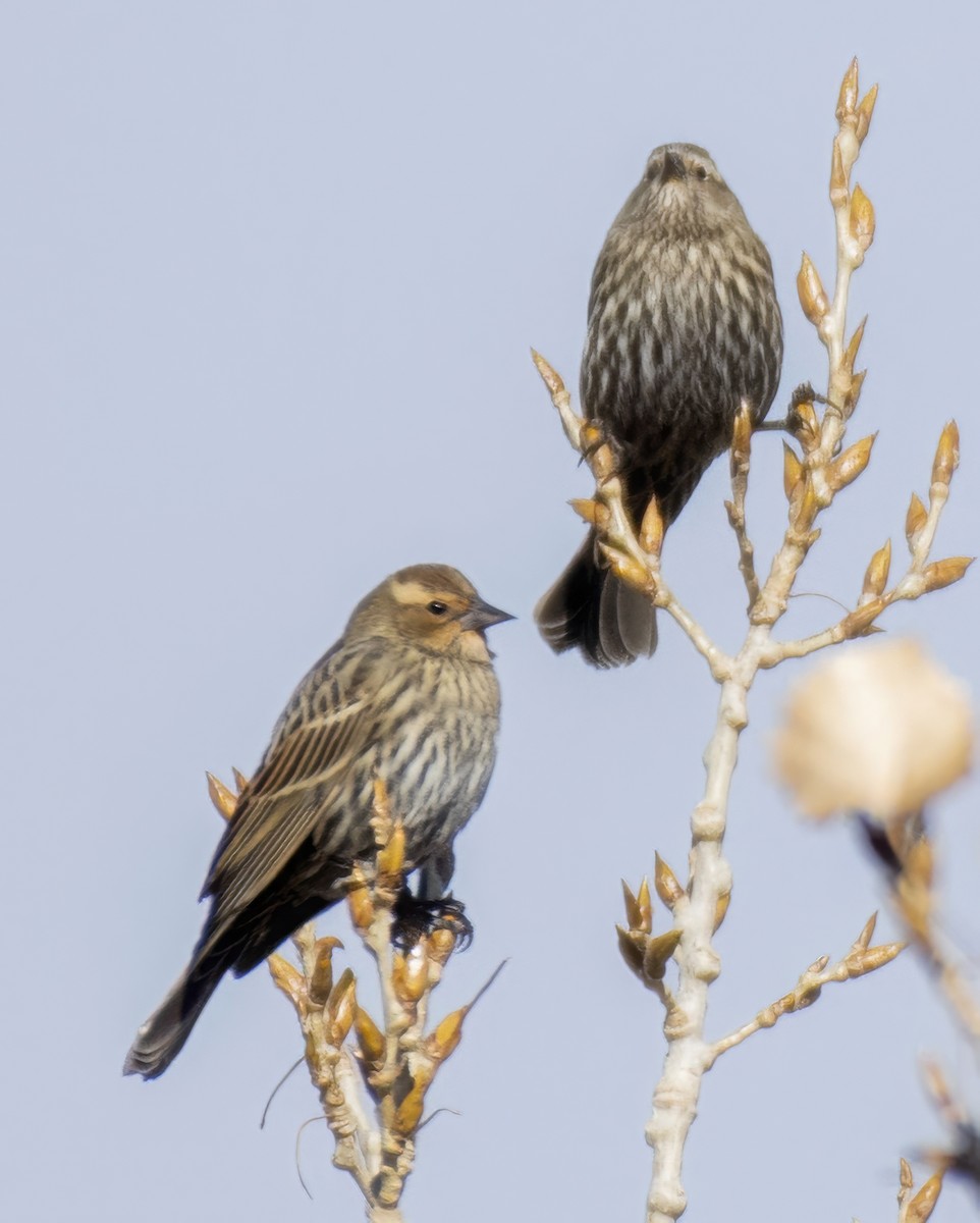 Red-winged Blackbird - ML646264635