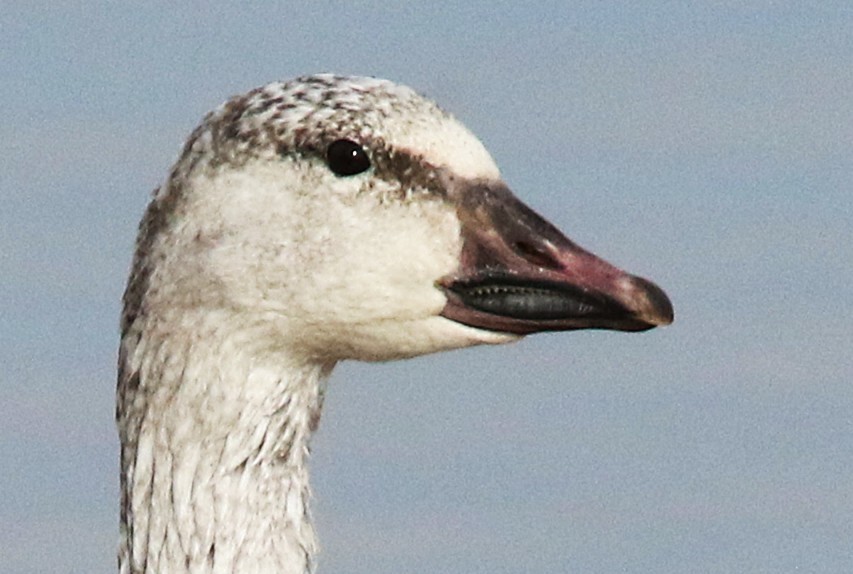 Snow Goose - ML646264640