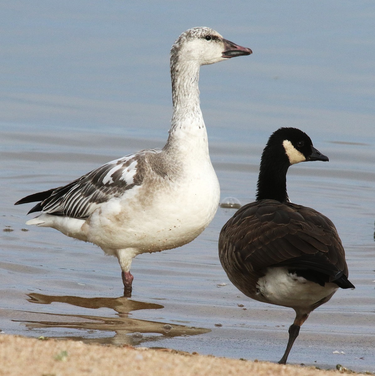 Snow Goose - ML646264641